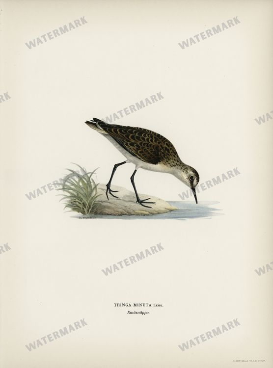 Birds Vintage Prints