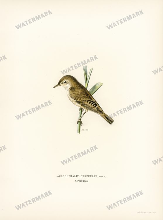 Birds Vintage Prints