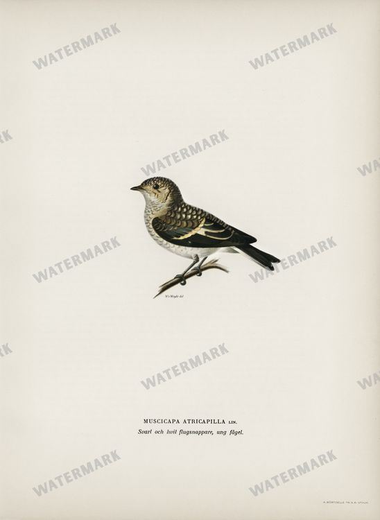 Birds Vintage Prints