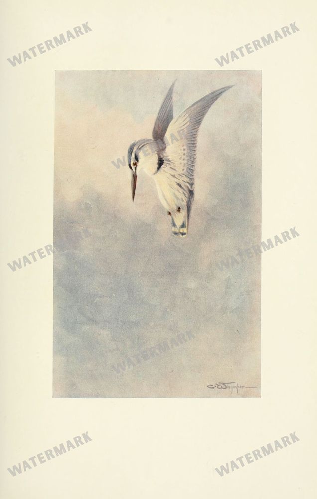 Birds Vintage Prints