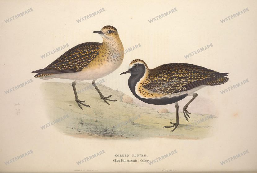 Birds Vintage Prints