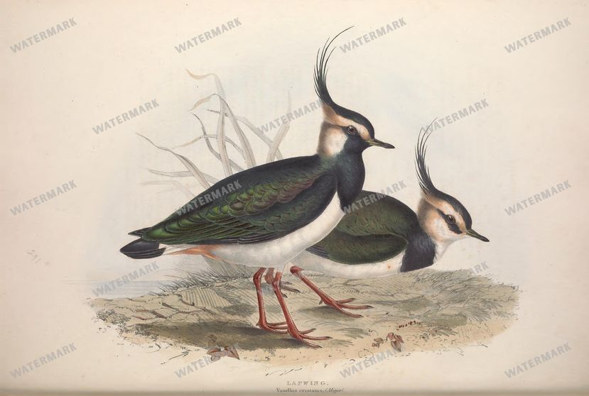 Birds Vintage Prints