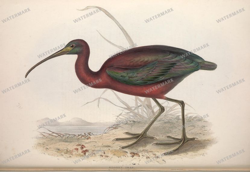 Birds Vintage Prints