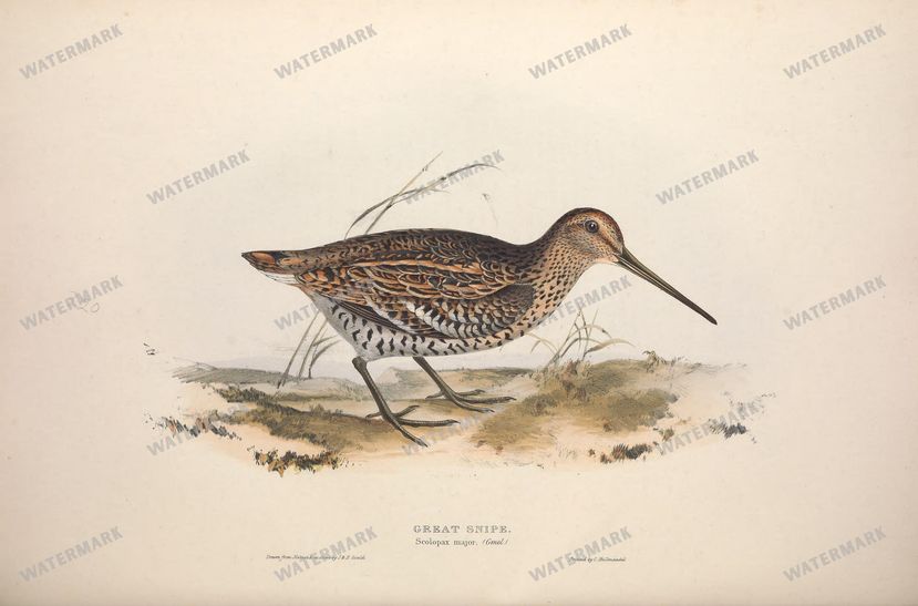 Birds Vintage Prints