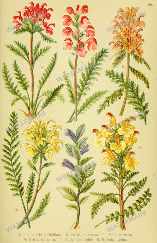 Botanical Alpen-Flora Vintage Prints