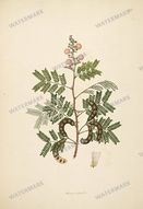Botanical Plant Vintage Prints