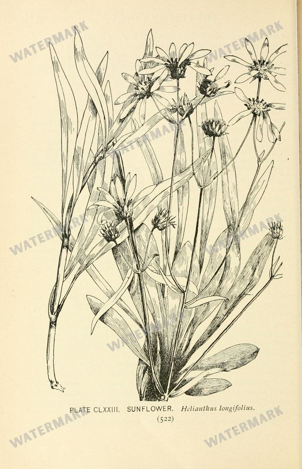 Botanical Sketches Vintage Prints
