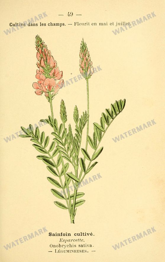 Botanical Vintage Prints