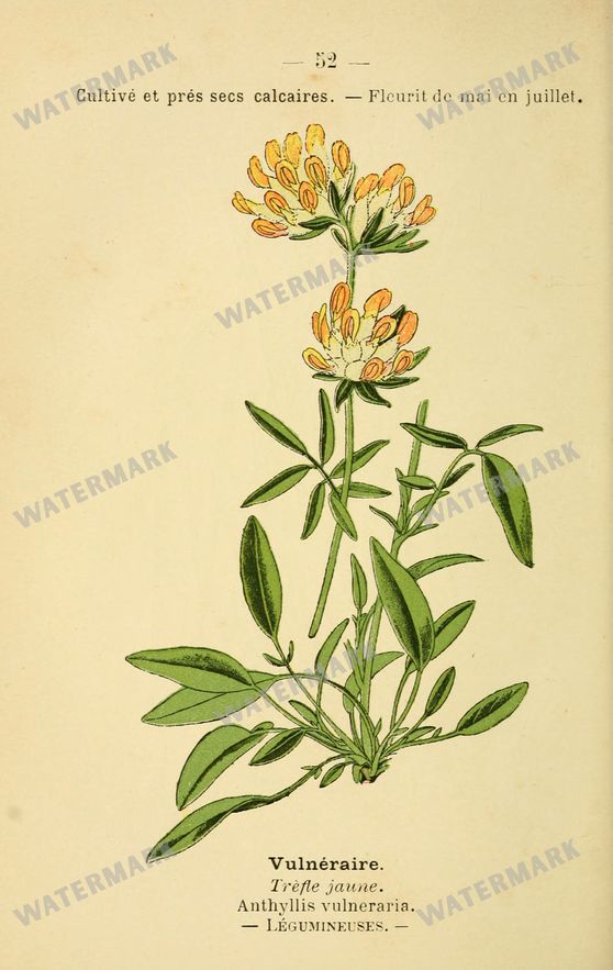 Botanical Vintage Prints