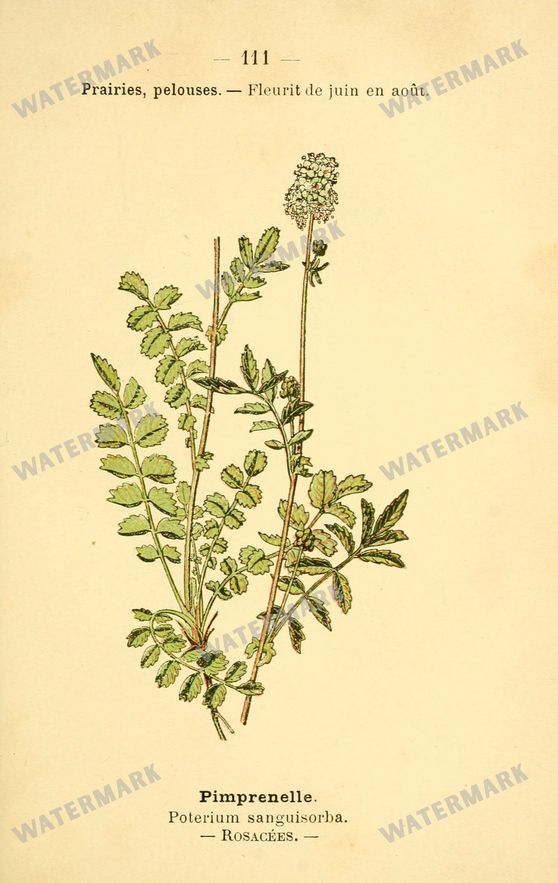 Botanical Vintage Prints