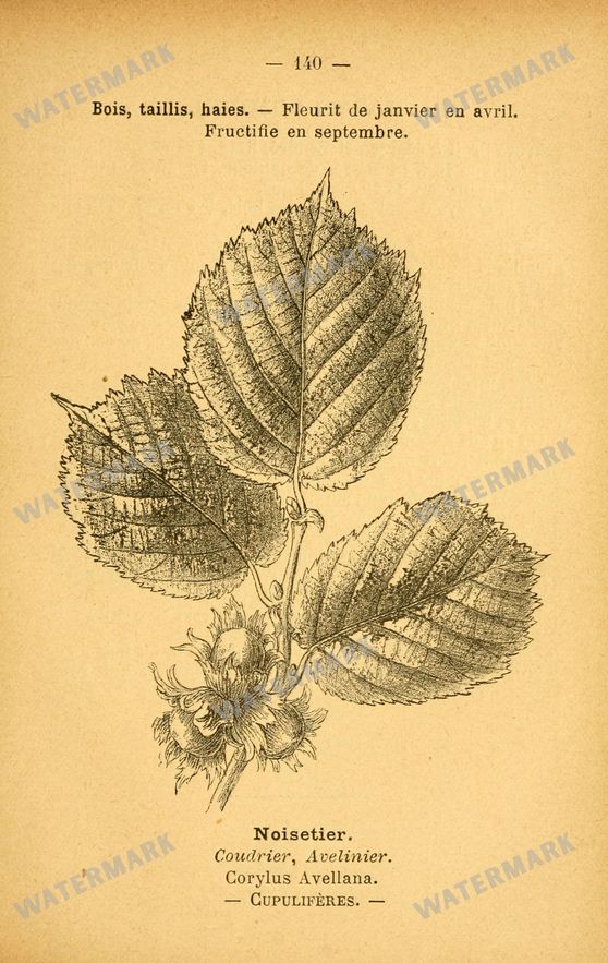 Botanical Vintage Prints