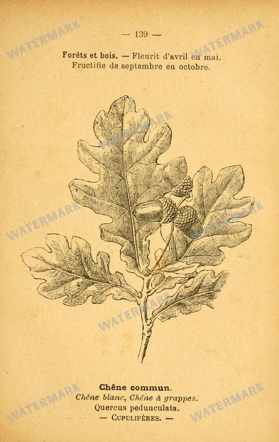 Botanical Vintage Prints