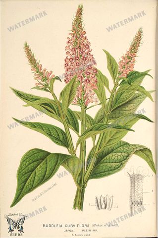 Botanical Vintage Prints