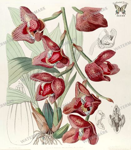 Botanical Vintage Prints