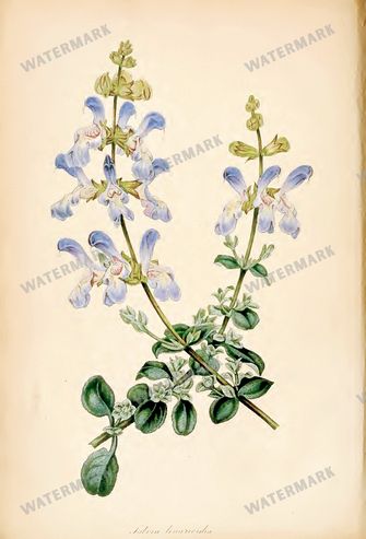 Botanical Vintage Prints
