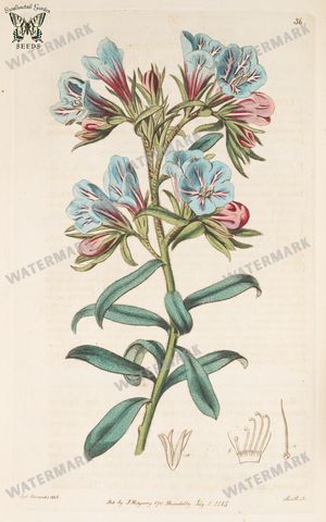 Botanical Vintage Prints