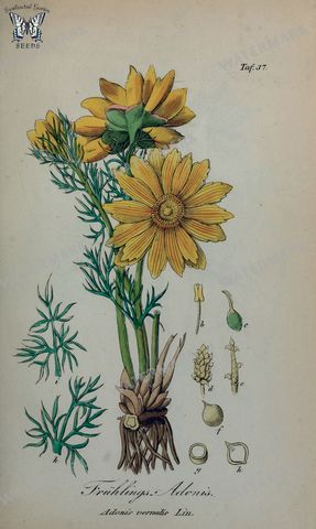 Botanical Vintage Prints