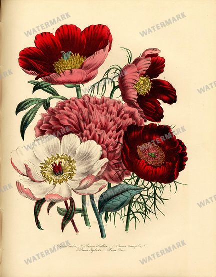 Botanical Vintage Prints