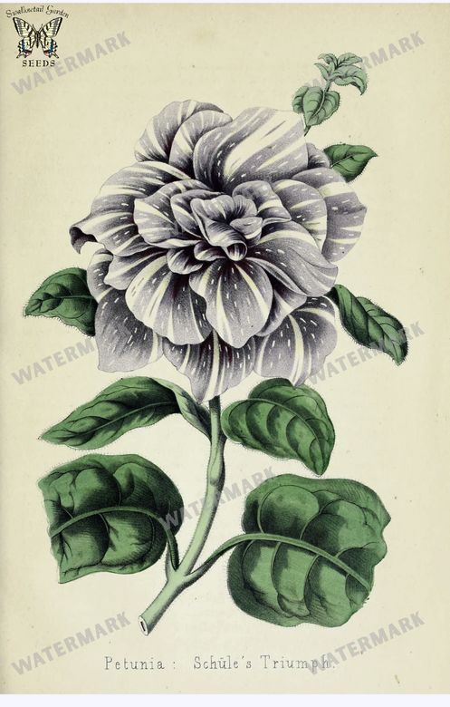 Botanical Vintage Prints