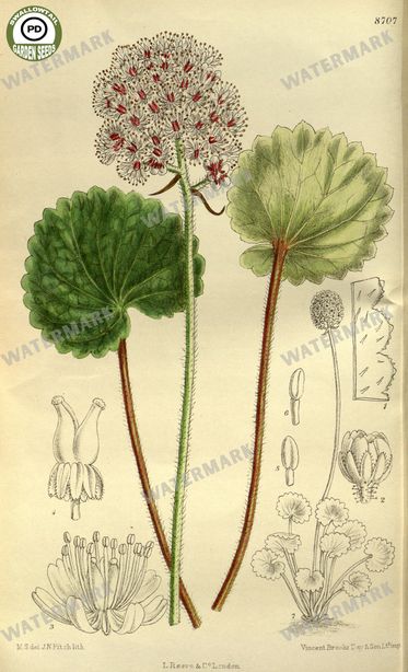 Botanical Vintage Prints