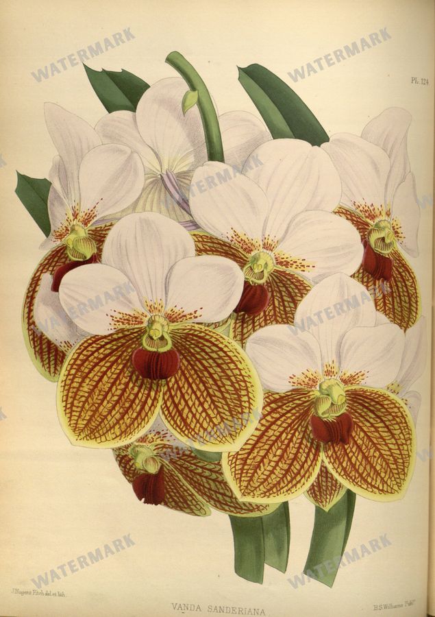 Botanical Vintage Prints