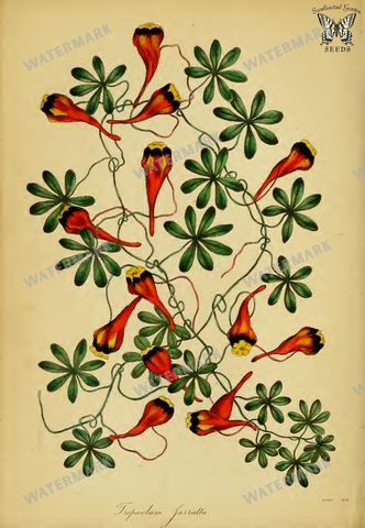 Botanical Vintage Prints