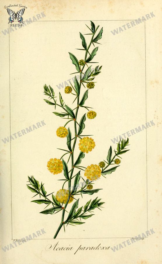 Botanical Vintage Prints