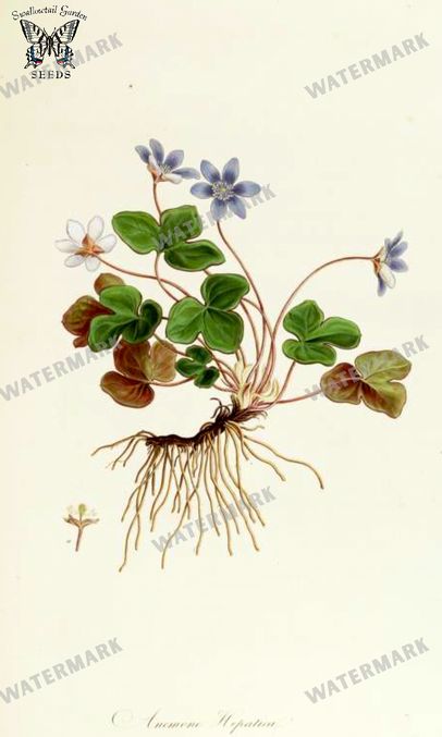 Botanical Vintage Prints