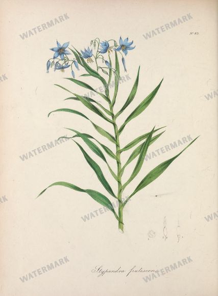 Botanical Vintage Prints
