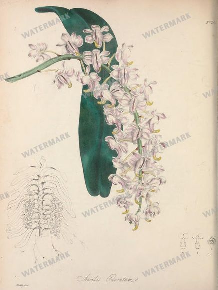 Botanical Vintage Prints