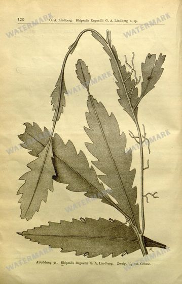Botanical Vintage Prints