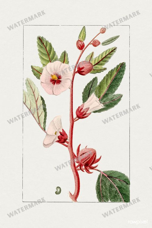 Botanical Vintage Prints
