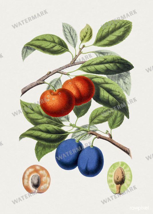 Botanical Vintage Prints