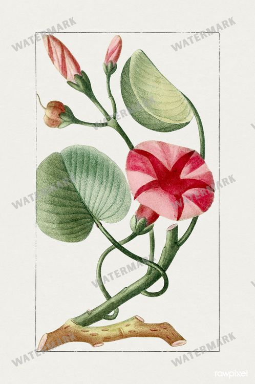 Botanical Vintage Prints
