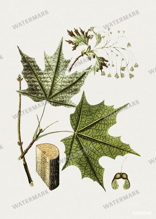 Botanical Vintage Prints