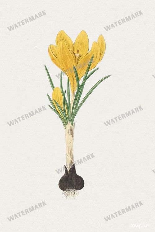 Botanical Vintage Prints