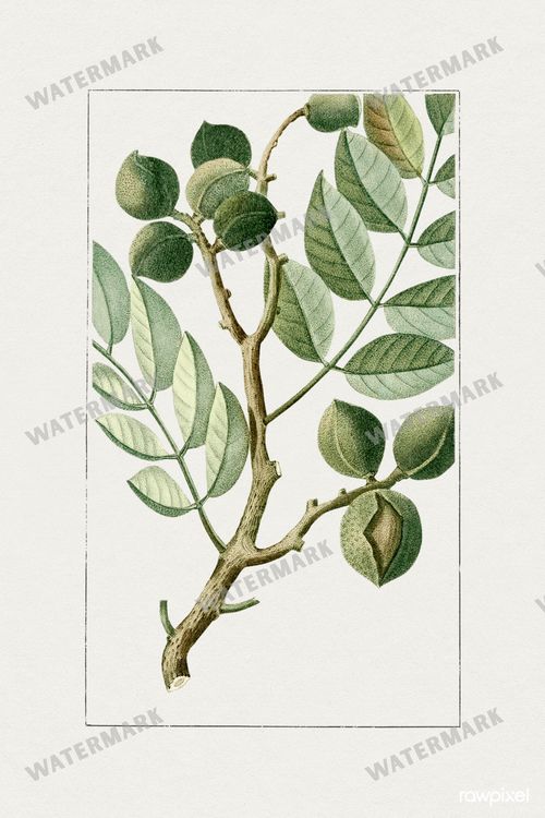 Botanical Vintage Prints