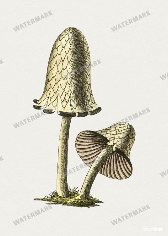Botanical Vintage Prints