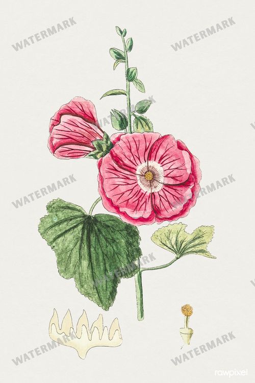 Botanical Vintage Prints