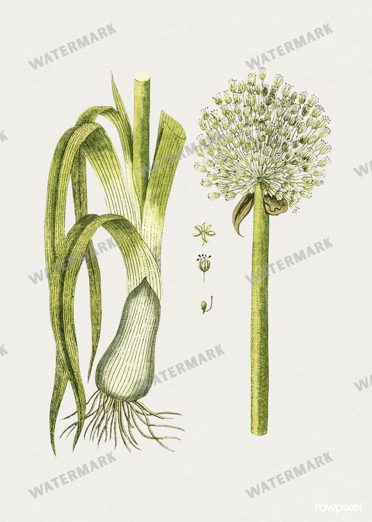 Botanical Vintage Prints