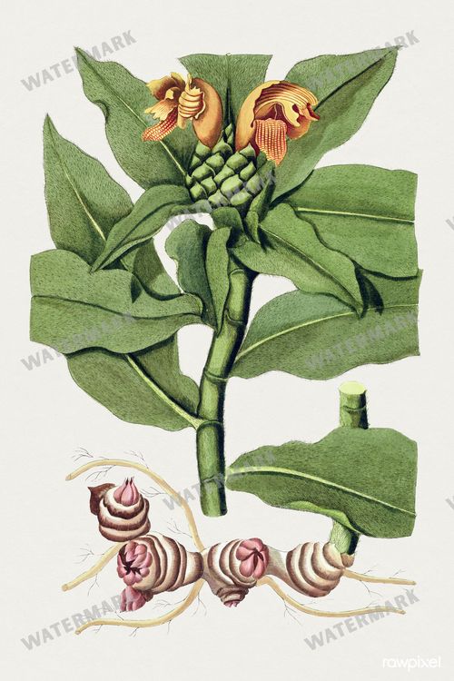 Botanical Vintage Prints