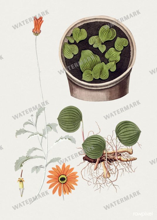 Botanical Vintage Prints