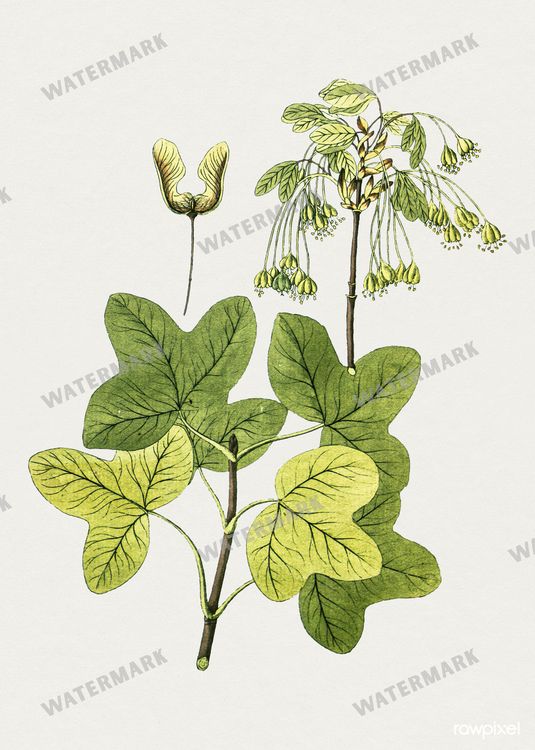 Botanical Vintage Prints
