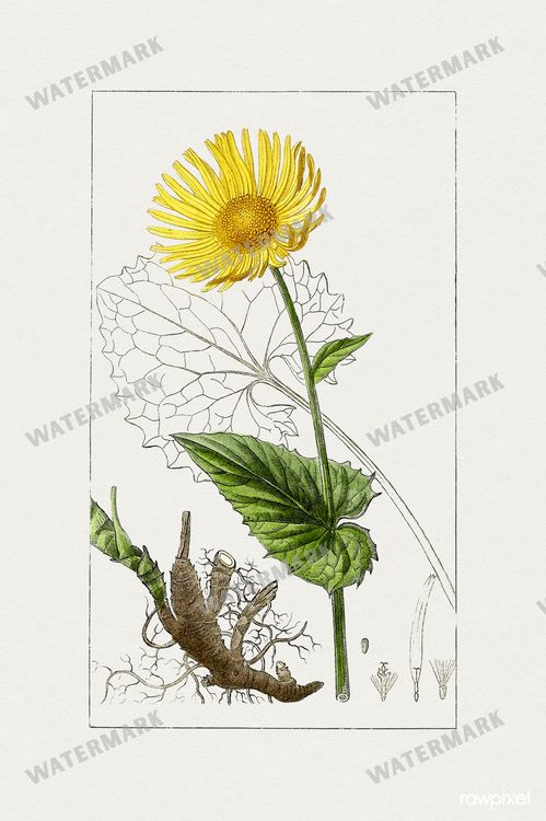 Botanical Vintage Prints