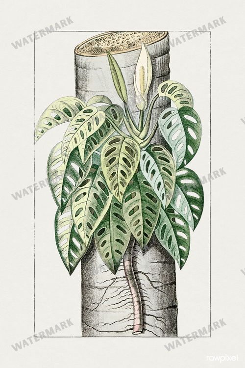 Botanical Vintage Prints