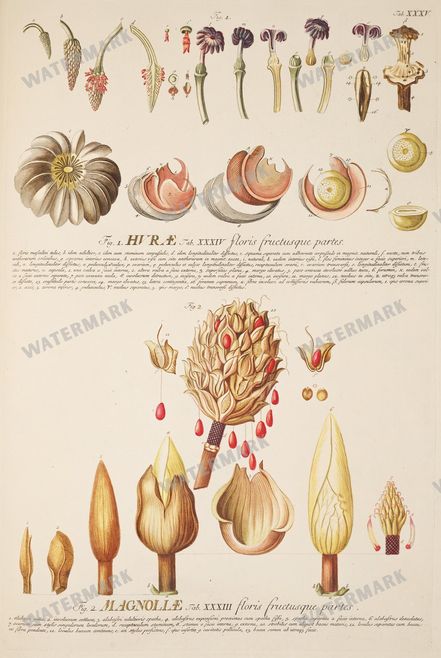 Botanical Vintage Prints
