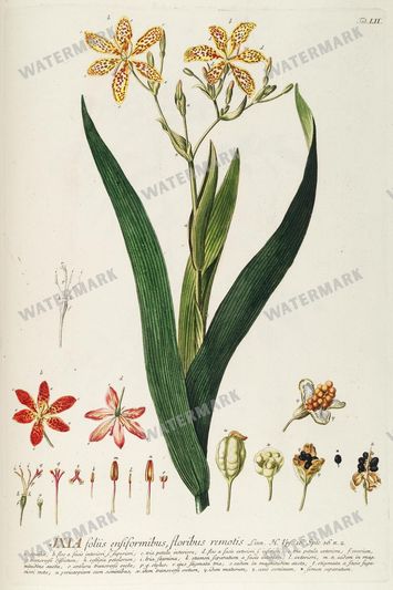 Botanical Vintage Prints