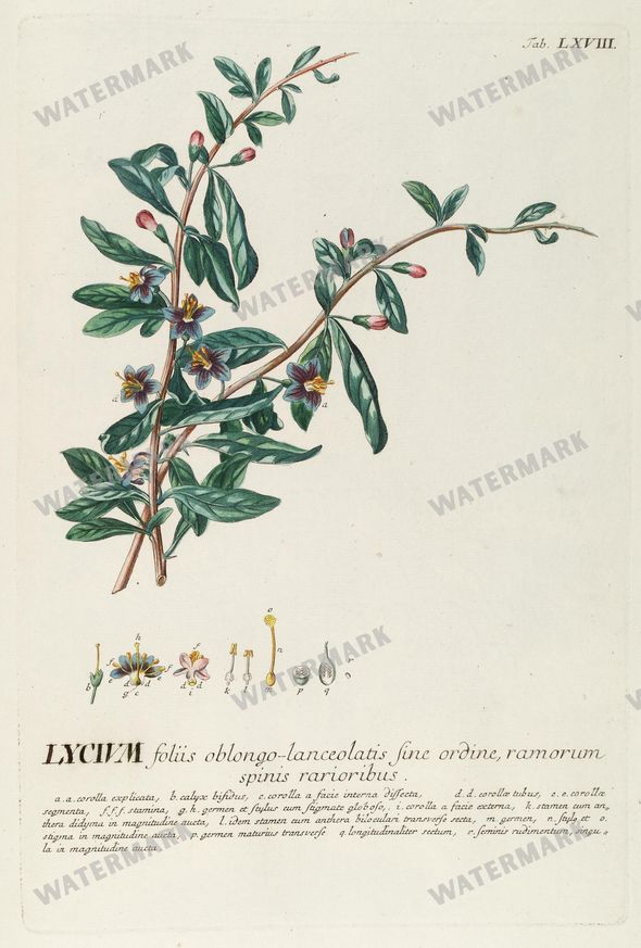 Botanical Vintage Prints