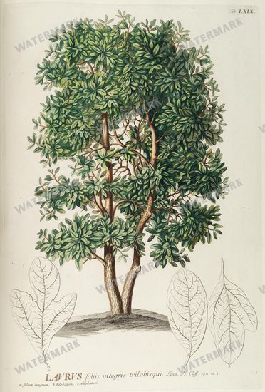 Botanical Vintage Prints