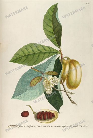 Botanical Vintage Prints